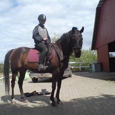 Arabisk fuldblod (OX) Ta halim's surprise(SOLGT)