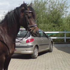 Arabisk fuldblod (OX) Ta halim's surprise(SOLGT)