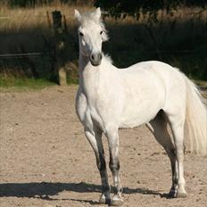 Anden særlig race  Bandit<3 *SOLGT*