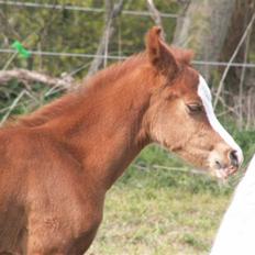 Arabisk fuldblod (OX) Eponine