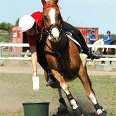 Anden særlig race Dreamwork DK 