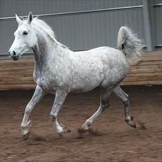 Anden særlig race Silver (Stampe)