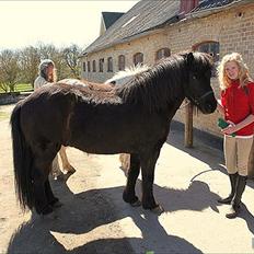 Islænder Illur fra Reskelund2 