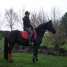 Pinto Miss June *solgt*