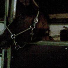 Pinto Elmegårdens Pandora