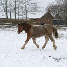Islænder Dár fra Nyamtoftgård