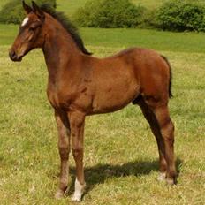 Dansk Varmblod Midt-West Di Caprio R.I.P