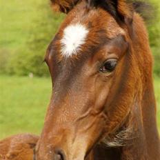 Dansk Varmblod Midt-West Di Caprio R.I.P