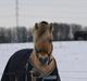 Fjordhest Grønhøjgårdens Malthe