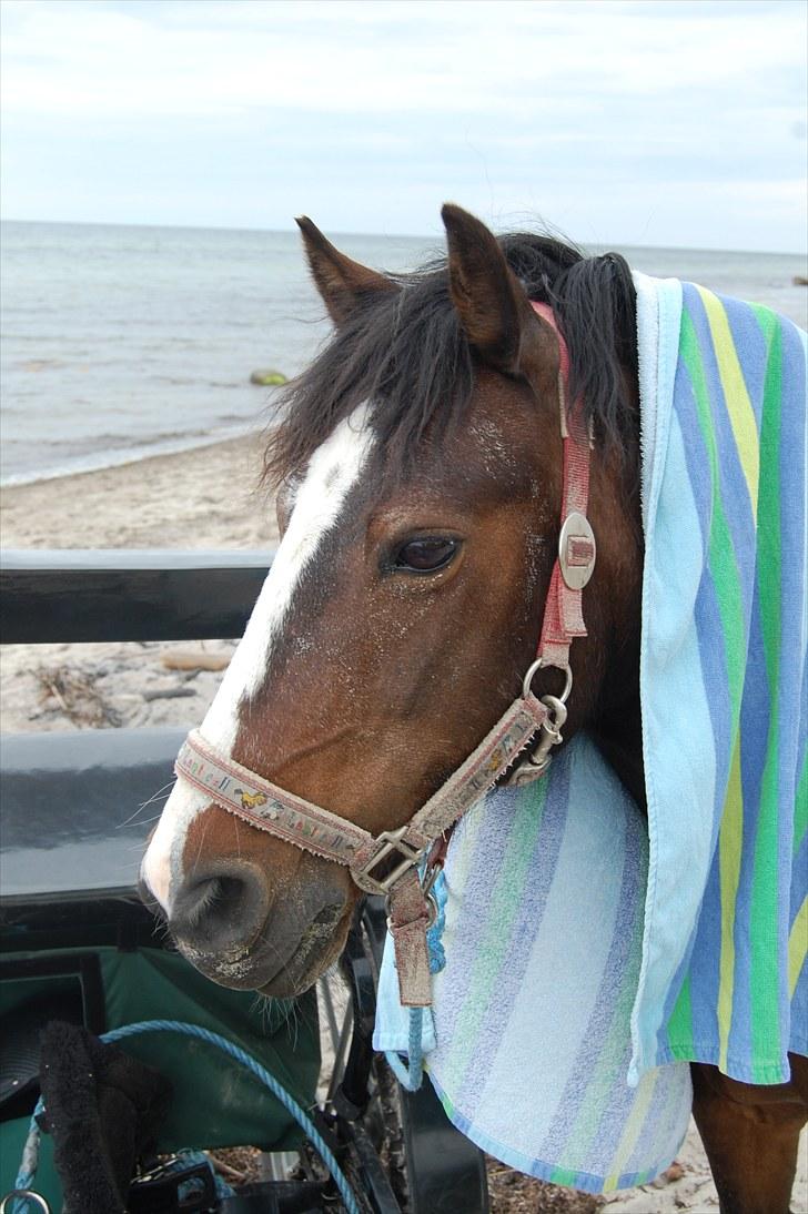 New Forest STELLA - Strandtur 2010 KM-foto billede 3