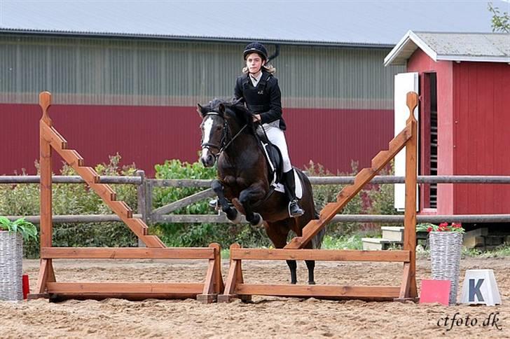 New Forest STELLA - Spring stævne Fladså rideklub 2007  Ct foto  billede 8