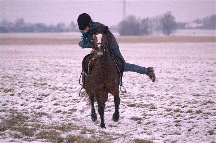 New Forest STELLA - vinter hygge 2011Foto: mor  billede 9