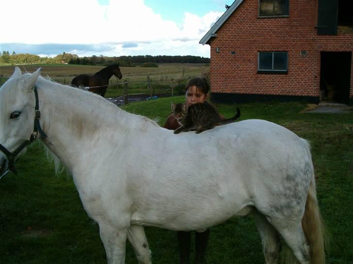 Welsh Pony (sec B) Korreborgs Kawango *MIT LIV* - Kom så Kawango siger Katten.. billede 10