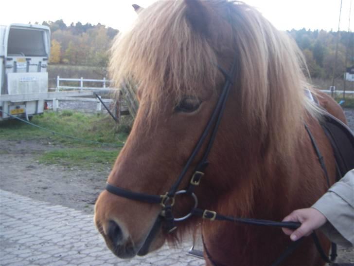 Islænder Ásta 002 fra Frederiksdal - (foto: mig) billede 2