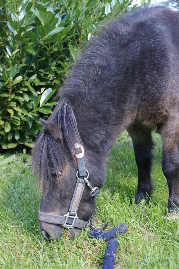 Miniature Justenborgs åge *R.I.P* - min smukke blå pony :´(...foto: Mig billede 16