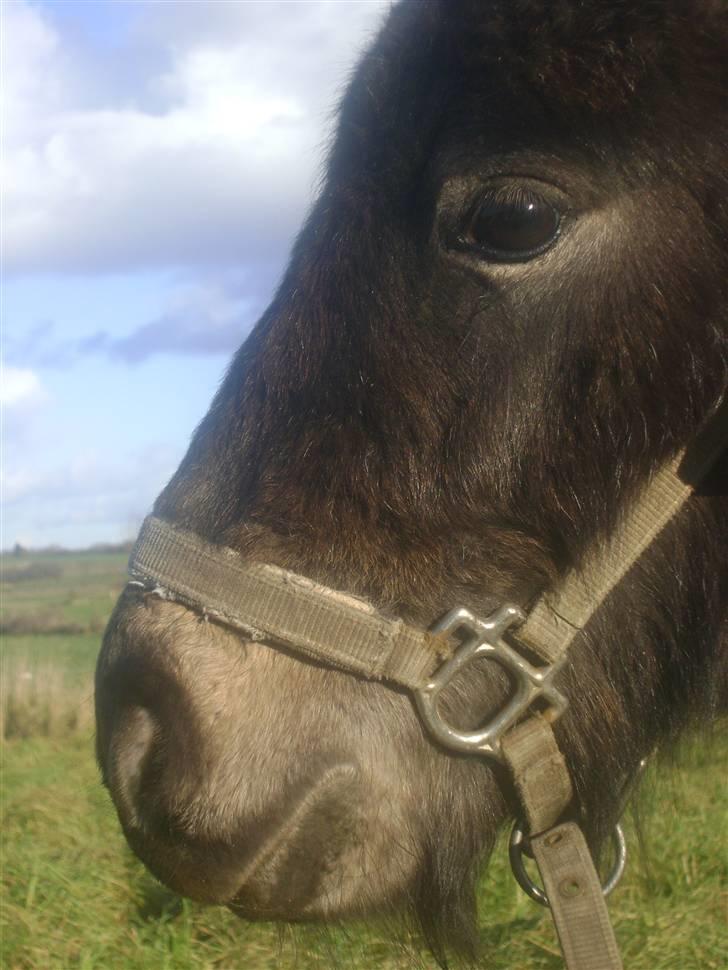 Miniature Justenborgs åge *R.I.P* - nærbillede af ham den frække ;P Fotograf: mig billede 17