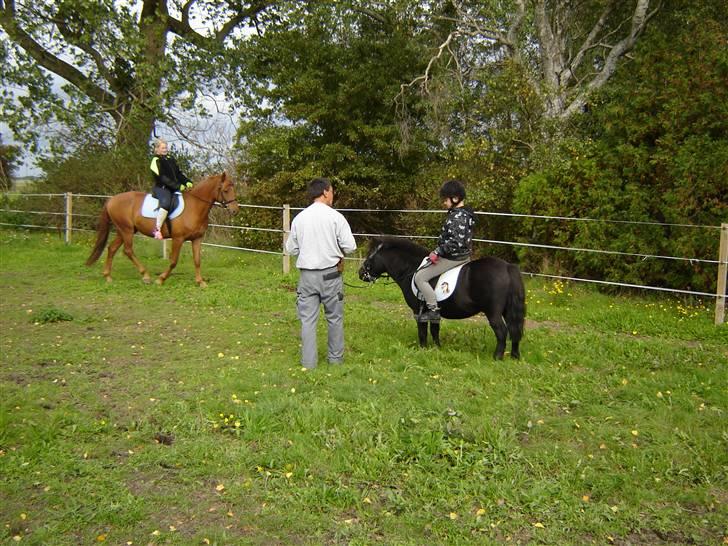 Anden særlig race Junker (Himmelhest) billede 10