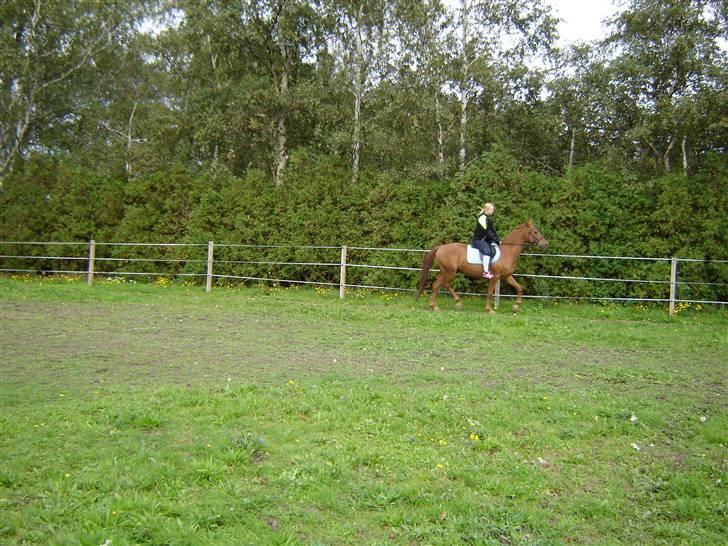 Anden særlig race Junker (Himmelhest) billede 11