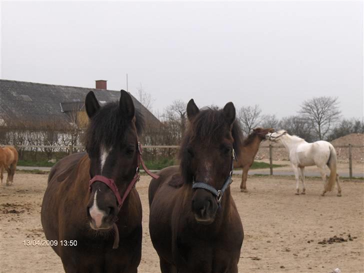 New Forest Ækpara billede 5