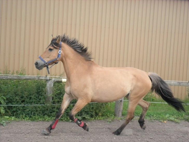Anden særlig race Trunte min stjerne<3 Rest in peace <3 -  2# Trunte på jordfold! Smukke prinsesse!. foto Jasmine rothausen billede 2