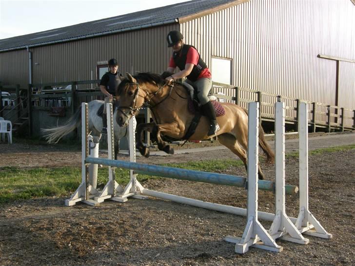 Anden særlig race Trunte min stjerne<3 Rest in peace <3 - 3# Trunte springer tribelbar. Foto: Isabella Lundquist. stolt fortograf.  billede 3