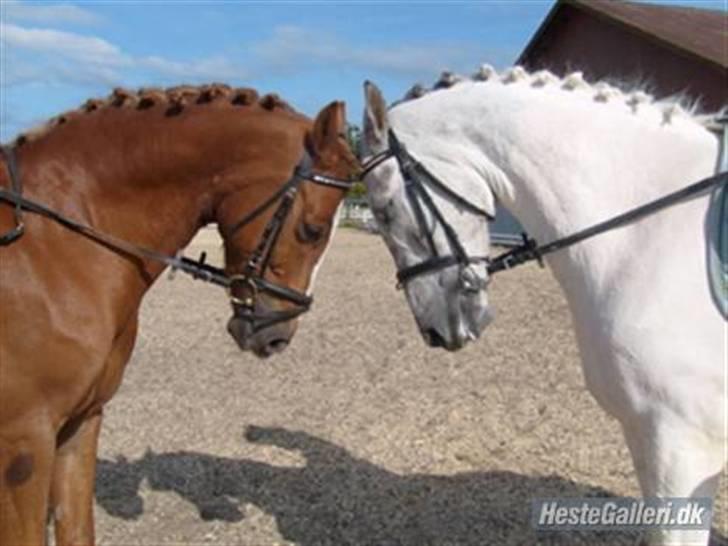 Irsk Sportspony Irish Duke :'(SOLGT :'( - bette & tot ever elsker jer og camilla... i er mit et og mit :-* billede 20