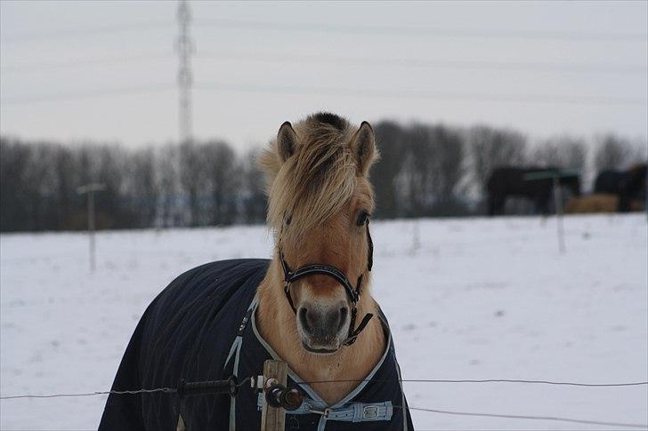 Fjordhest Grønhøjgårdens Malthe - Den. 23/12-2010. Foto: Mig selv billede 1