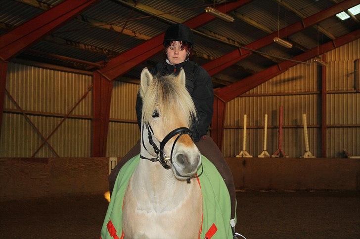 Fjordhest Grønhøjgårdens Malthe - Den. 21/1-2011. Foto: Mig billede 2