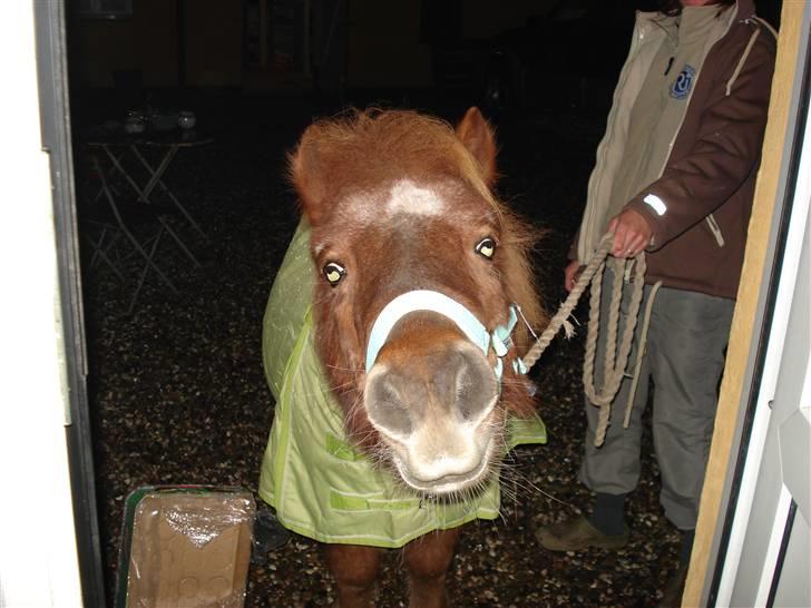 Shetlænder Masja billede 16