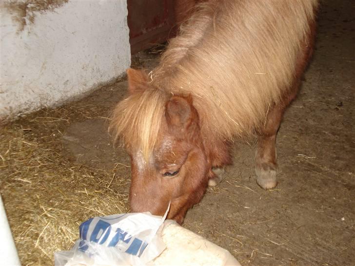 Shetlænder Masja billede 18