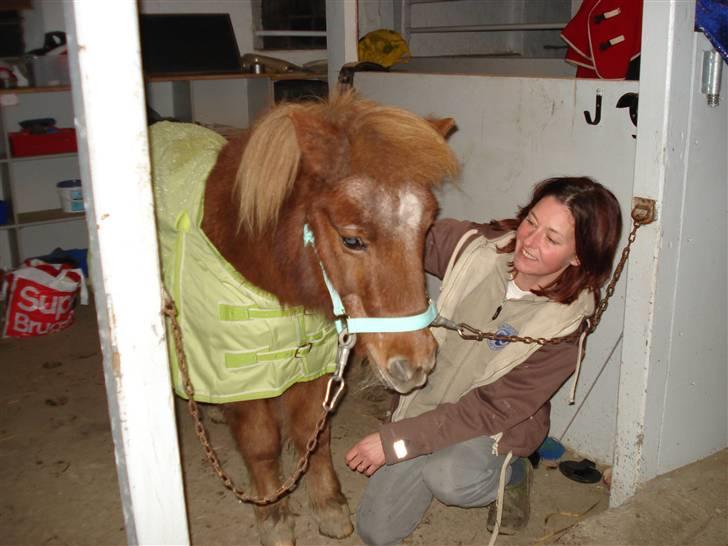 Shetlænder Masja billede 19