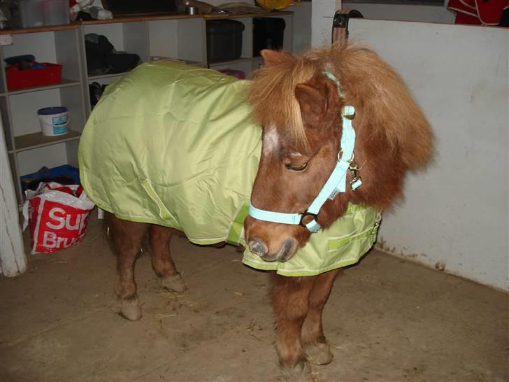 Shetlænder Masja billede 20