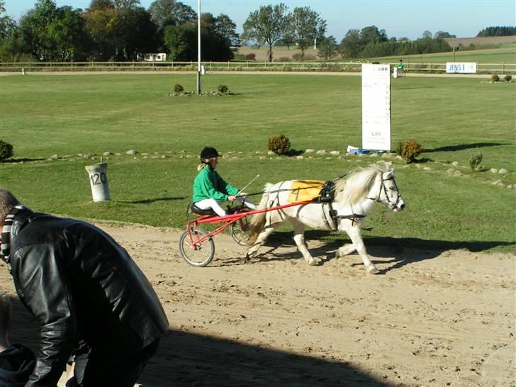 Anden særlig race aqua lene *Gamle part* R.I.P billede 7