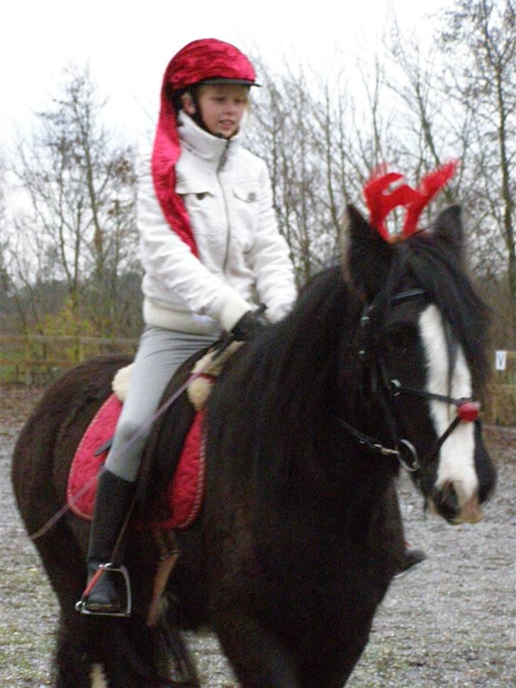 Irish Cob Mr.Spike SOLGT billede 15