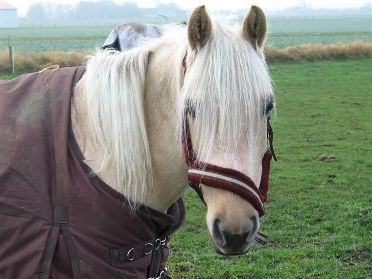 Cruzado Milana *SOLGT* - Melana 1 uge efter hun er kommet hjem billede 2