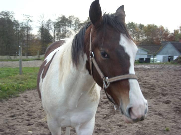 Pinto Hvedholms Figaro billede 10