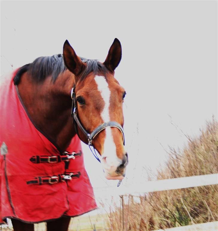 Dansk Varmblod Agat   billede 1