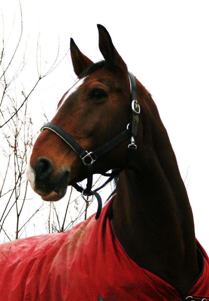 Dansk Varmblod Agat   billede 2