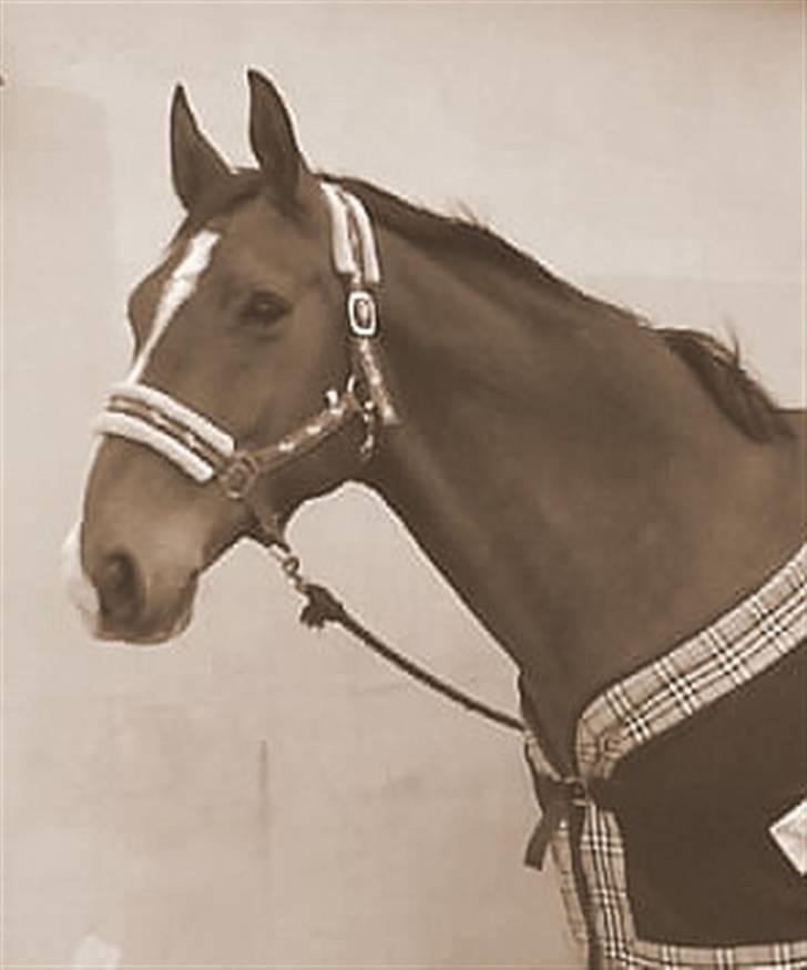 Dansk Varmblod Agat   billede 3