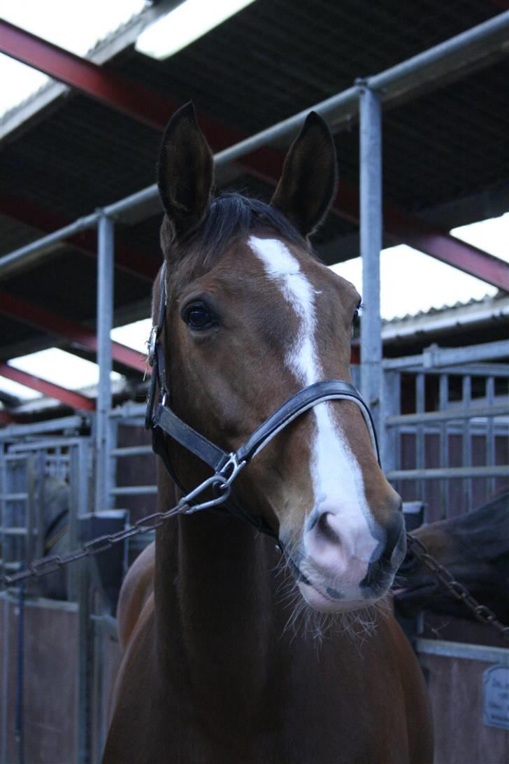 Dansk Varmblod Agat   billede 5