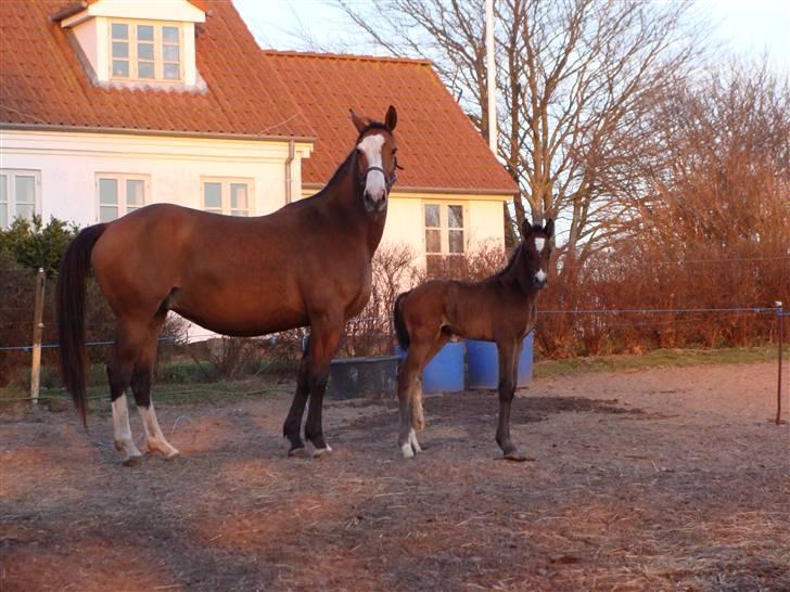 Dansk Varmblod Stella billede 4