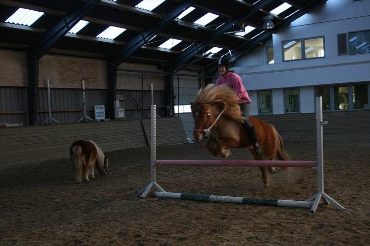 Islænder Auðlind frá Álfhólum - Sussie der springer hende :D! billede 4