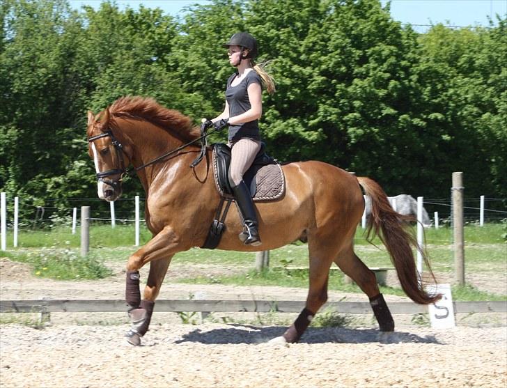 Dansk Varmblod Ka-dó - SOLGT - Trav - juni 2010 - Foto: Nicoline Wolk billede 2