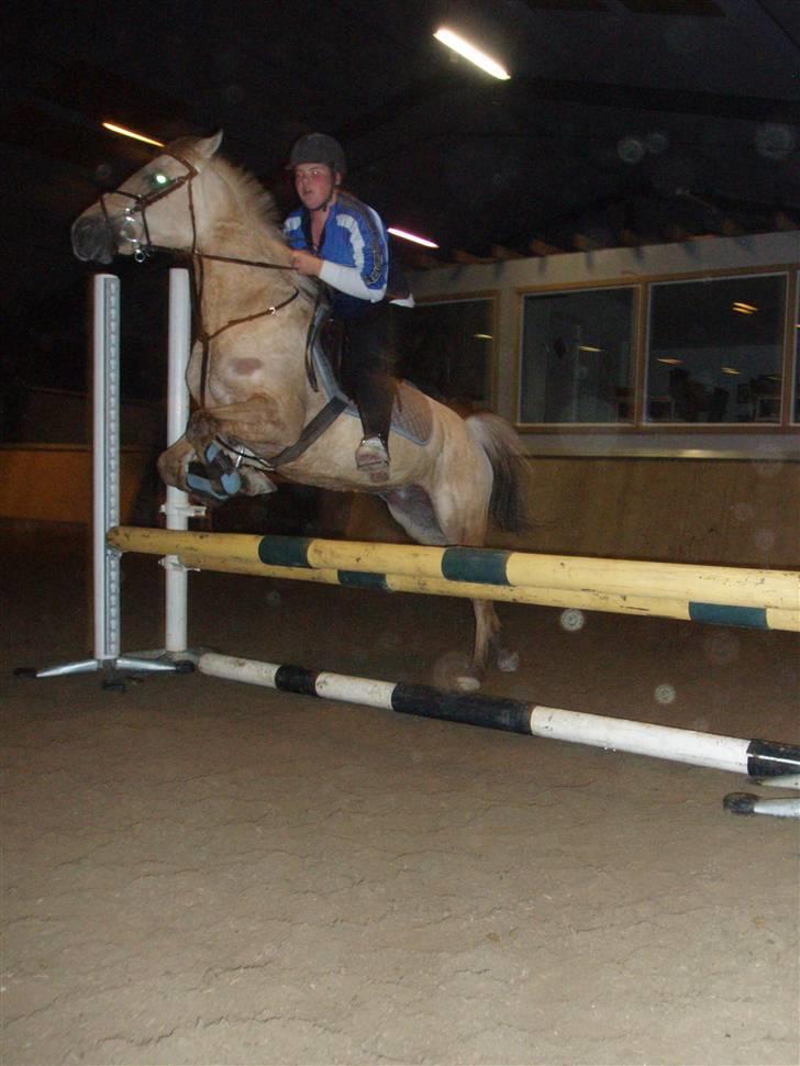 Anden særlig race Yellow lady * Aflivet * - Mig 0q Lady , over en mini okser billede 20