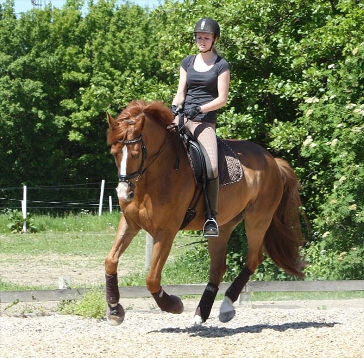 Dansk Varmblod Ka-dó - SOLGT - Galop, juni 2010 - Foto: Nicoline Wolk billede 9