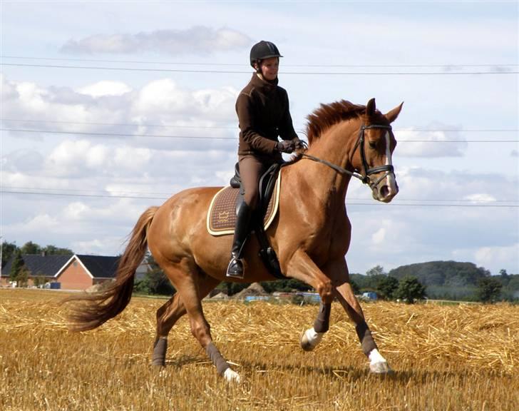 Dansk Varmblod Ka-dó - SOLGT - Vi gi´r den gas på stubmarken - august 2009. Foto: Pia Lundberg billede 10