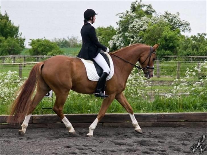 Dansk Varmblod Ka-dó - SOLGT - Ka-dó og jeg i LA3 d. 23. maj 2009 - Foto: Hvitfeldt Foto billede 13