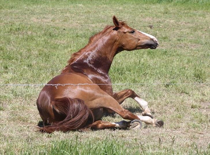 Dansk Varmblod Ka-dó - SOLGT - Juni 2010 - Foto: Nicoline Wolk billede 14