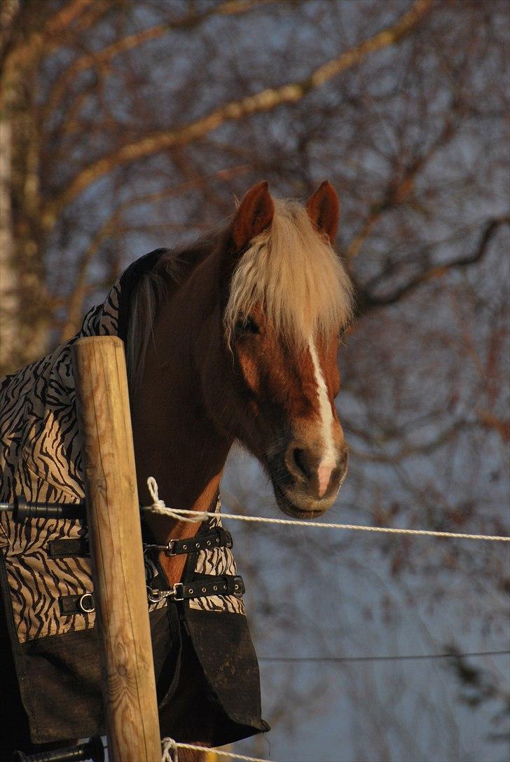 Haflinger Herkules - sendt hjem :/ billede 1