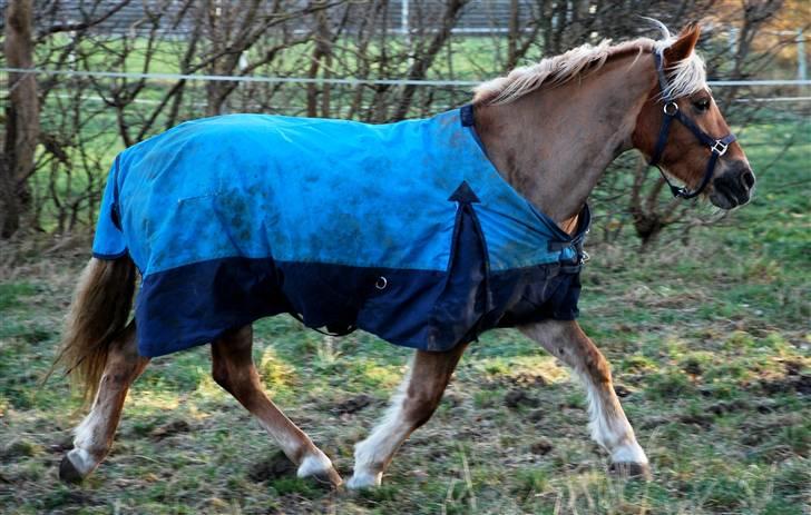 Haflinger Herkules - sendt hjem :/ - Kulle på fold :D<3 Foto: Nanna billede 3